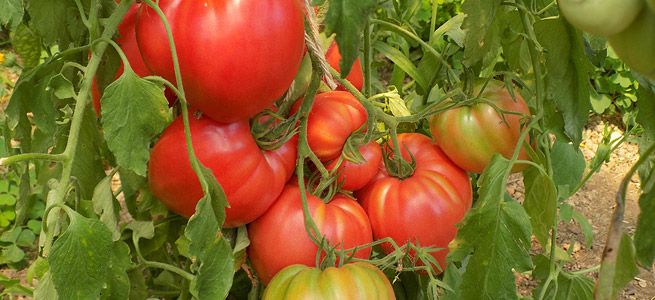 Die ersten Paradeiser :-)! – Gartenpflege und Hausbetreuung Thomas Zöhrer